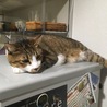 の写真