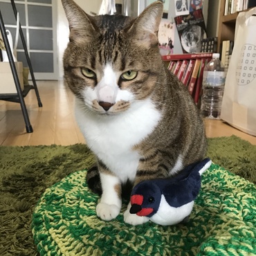 ロクの写真