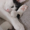 あんこ【あんにゃん】