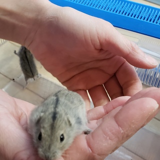 ステップレミング　里親決定しました