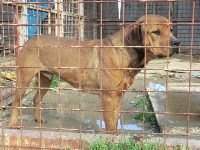 ロットワイラーとアメリカ 三重県 犬の里親募集 ペットのおうち 月間利用者150万人