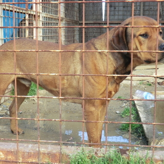 ロットワイラーとアメリカンピットブルテリアのMIX