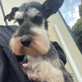 ミニチュアシュナウザー