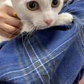 真っ白なしらゆきちゃん