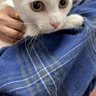 真っ白なしらゆきちゃん