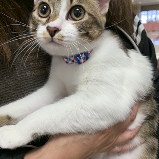 ☆マイペースな白キジ女の子クララちゃん