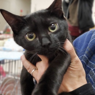 里親決定★甘えんぼの黒猫♡りんちゃん♡