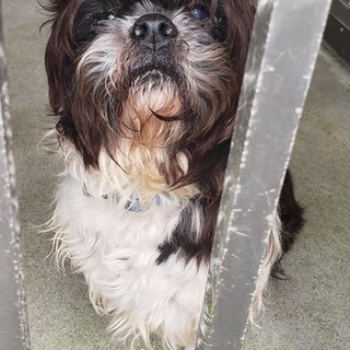 センター収容のシーズー系の男の子