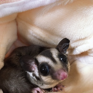 フクロモモンガ　女の子