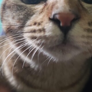 センター収容中　キジ猫のはるちゃん