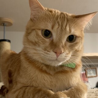 シャーデレ、甘えっ子の男の子　約2歳