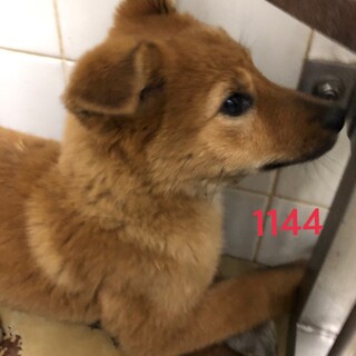 引き出されました。