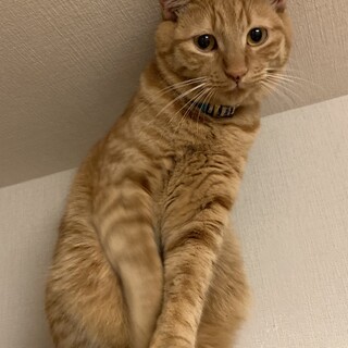 甘えっ子でビビリンボな男の子