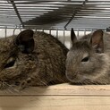 デグー ♂ 2匹 里親募集