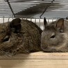 デグー ♂ 2匹 里親募集