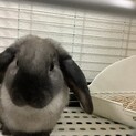 本日里親様決定有難う御座いました