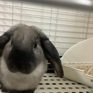 本日里親様決定有難う御座いました