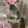 りってぃー
