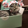 あずきなこここ