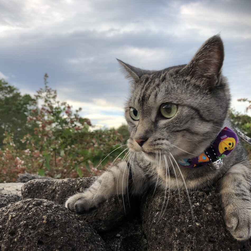 小豆（あずき）のカバー写真