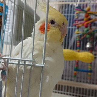 ルチノーの女の子（現在交渉中）