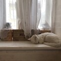 人間大好き、よくじゃれます。白、青目