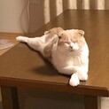 スコティッシｭフォールド