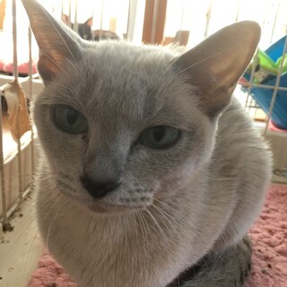 トンキニーズ　優しいとても大人しい♪成猫♪