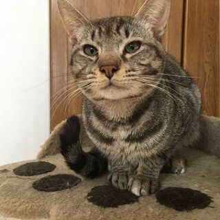 オシキャット　優しい性格の人懐っこい♪活発な猫♪