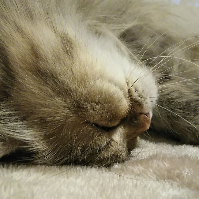 フグ田家のカバー写真