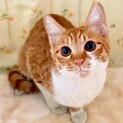 【募集一時中止】シンメトリーな兄弟『きんぴら』くん