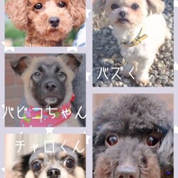 完全予約制　お見合い会