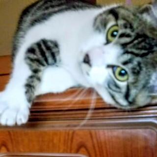 急募！キジトラ　優しい人懐っこく、活発な猫です!！