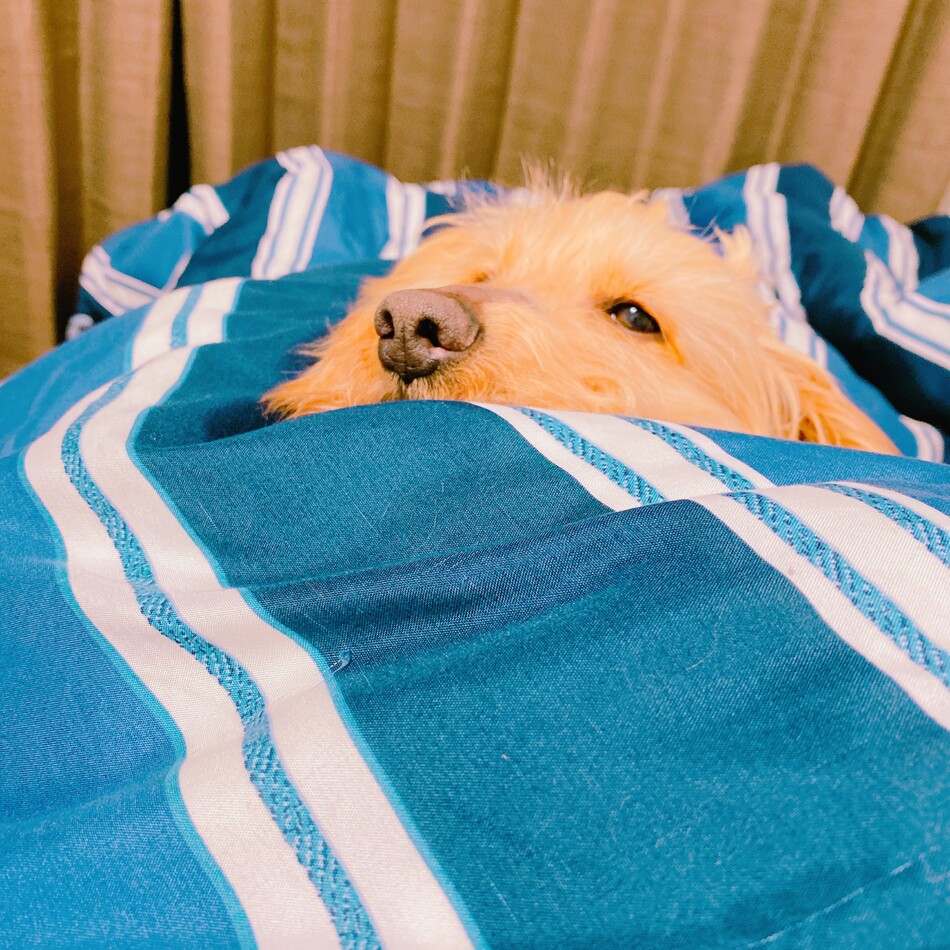 キャンベルのカバー写真