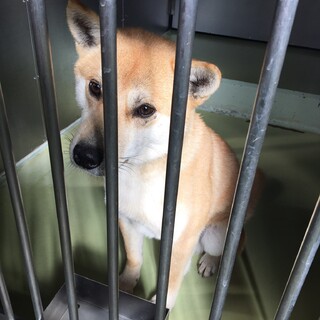 人懐っこいヒロ君を家族に迎えてください