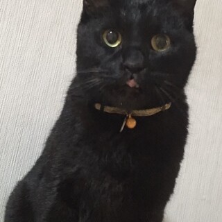 ☆リードで繋がれていた「まれすけ」☆募集終了