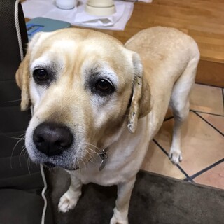 お散歩大好き♪人懐こいジェイビーちゃん