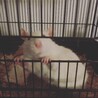 雛べあー