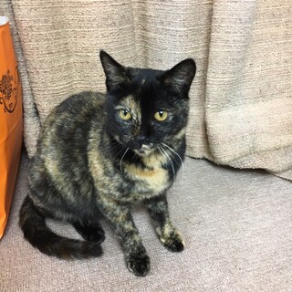 超甘えたの小柄な女の子