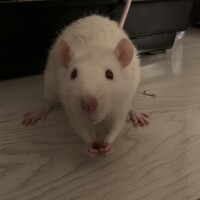 ギルガメッシュ