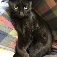 ちょび
