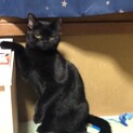 テオだよ！いっぱい触って！