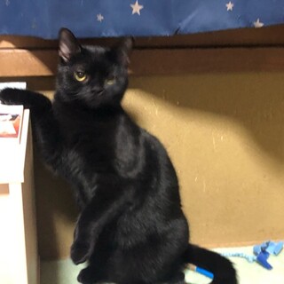 テオだよ！いっぱい触って！