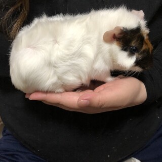 アビシニアンモルモット　オス　3ヶ月