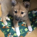 一時募集停止とってもキュートなもなかちゃん