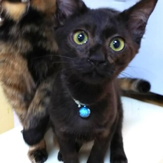 天真爛漫☆すずりくん