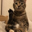 やきもちやきなサビ猫☆エリーズちゃん