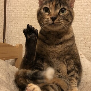 やきもちやきなサビ猫☆エリーズちゃん