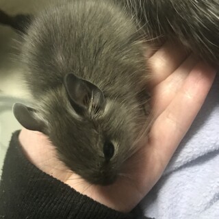 赤ちゃんデグーの里親を募集しています。