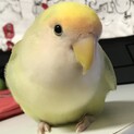 コザクラインコ